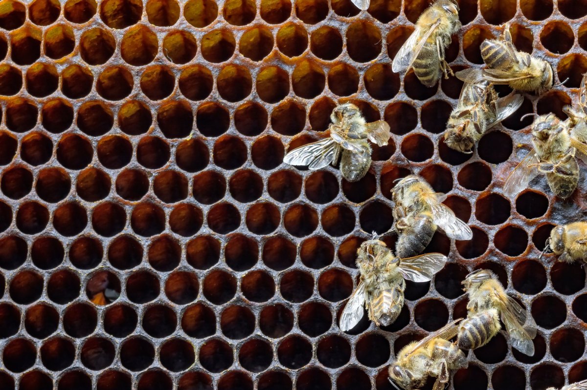 Tote Bienen auf Waben.