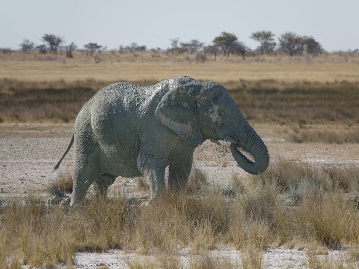 Ein Elefent in der afrikanischen Steppe.