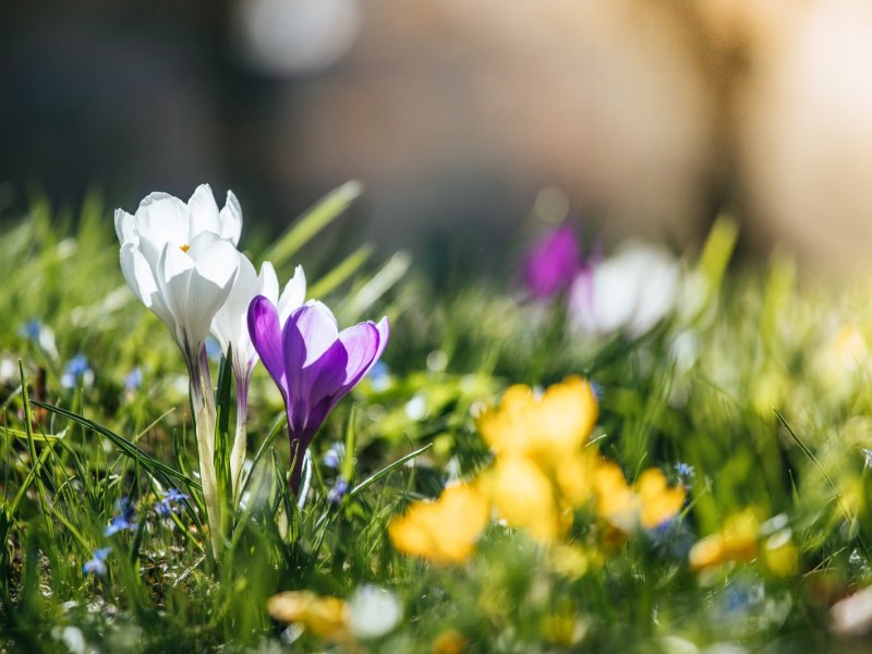 Krokusse auf einer Wiesen.