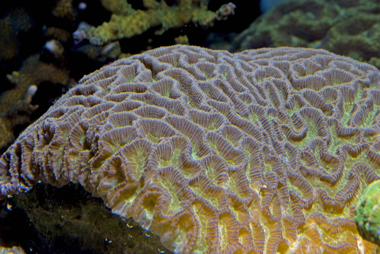 Hirnkorallen bilden das Fundament eines jeden Korallenriffs. Besonders diese sind in Florida von der neuen Korallen-Epidemie betroffen.