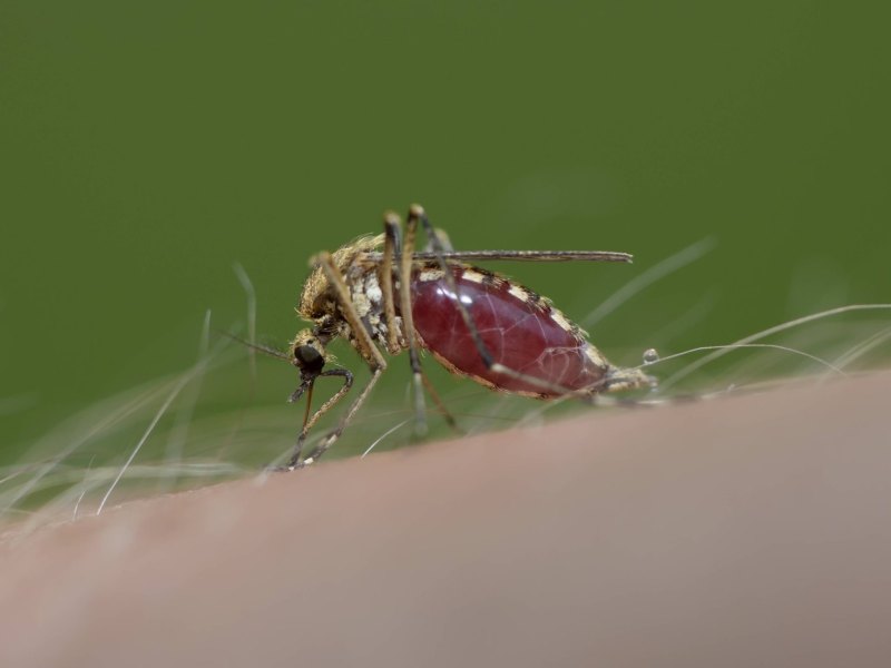 Als wirksamster Schutz vor Mücken gelten aber immer Duftstoffe und abweisende Kleidung.