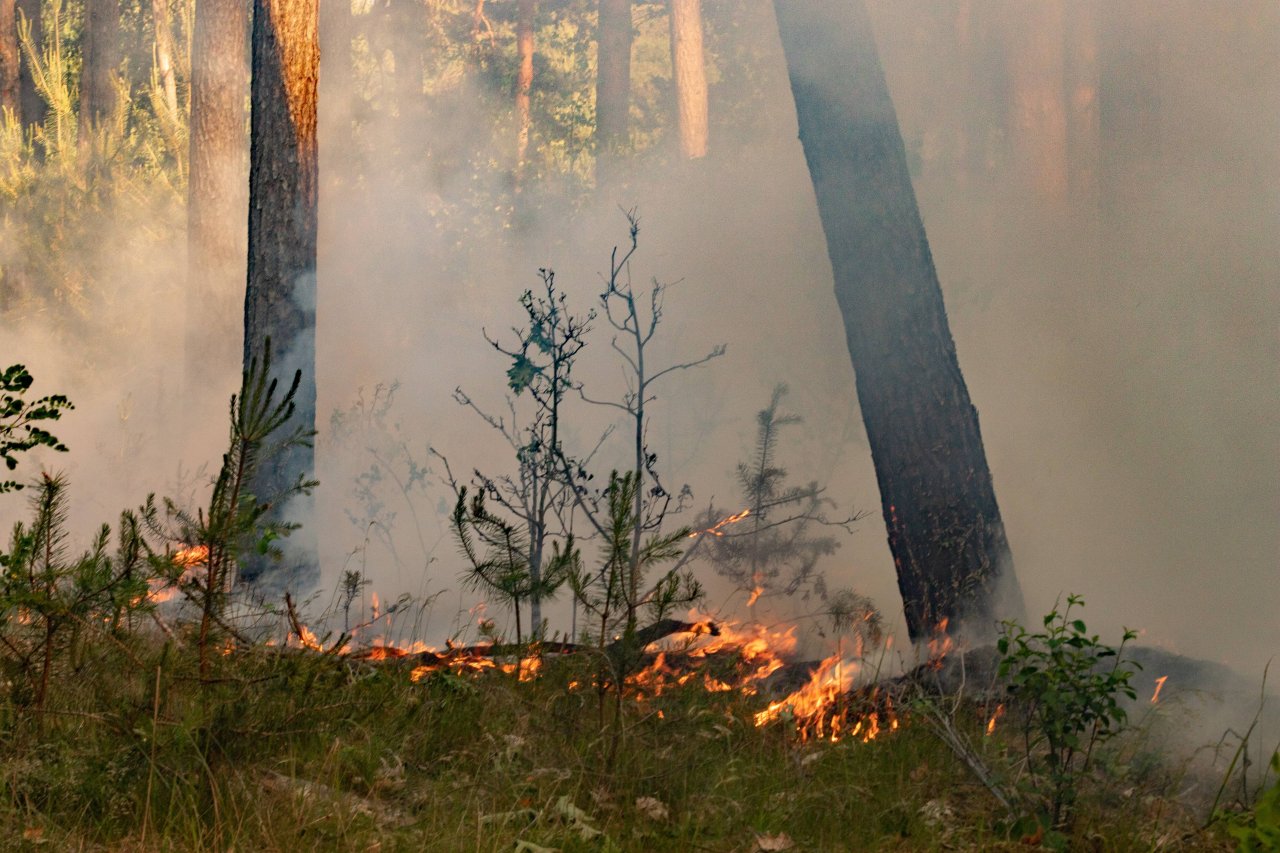 In Brandenburg steigt die Gefahr für Waldbrand. (Symbolbild)
