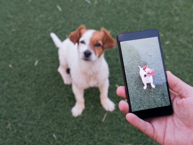 Hund auf Smartphonekamera