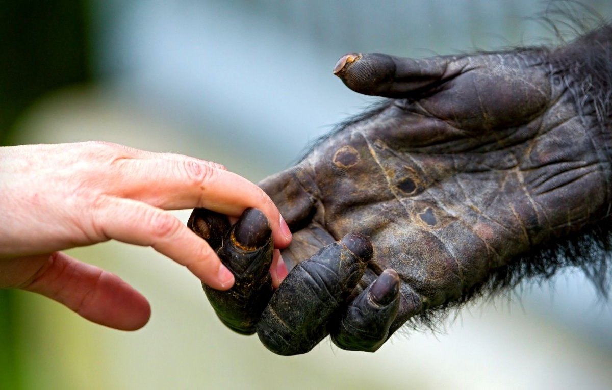 Affe und Mensch reichen sich die Hand