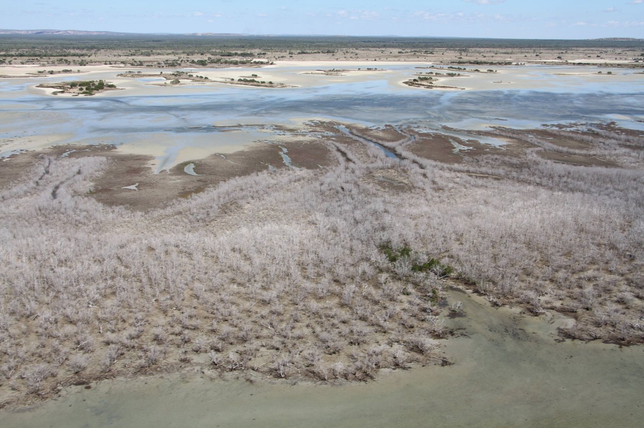 Auswirkungen von El Niño: Trockene Mangroven im Golf von Carpentaria, Australien