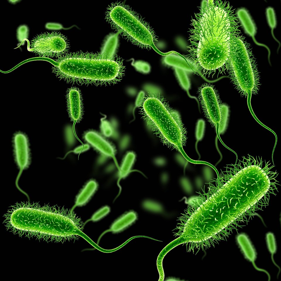 E.coli-Bakterien sorgen immer wieder für Panik.