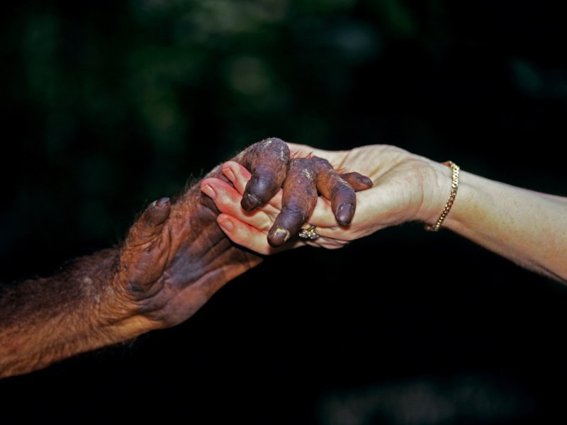 Affenhand und Menschenhand gehalten