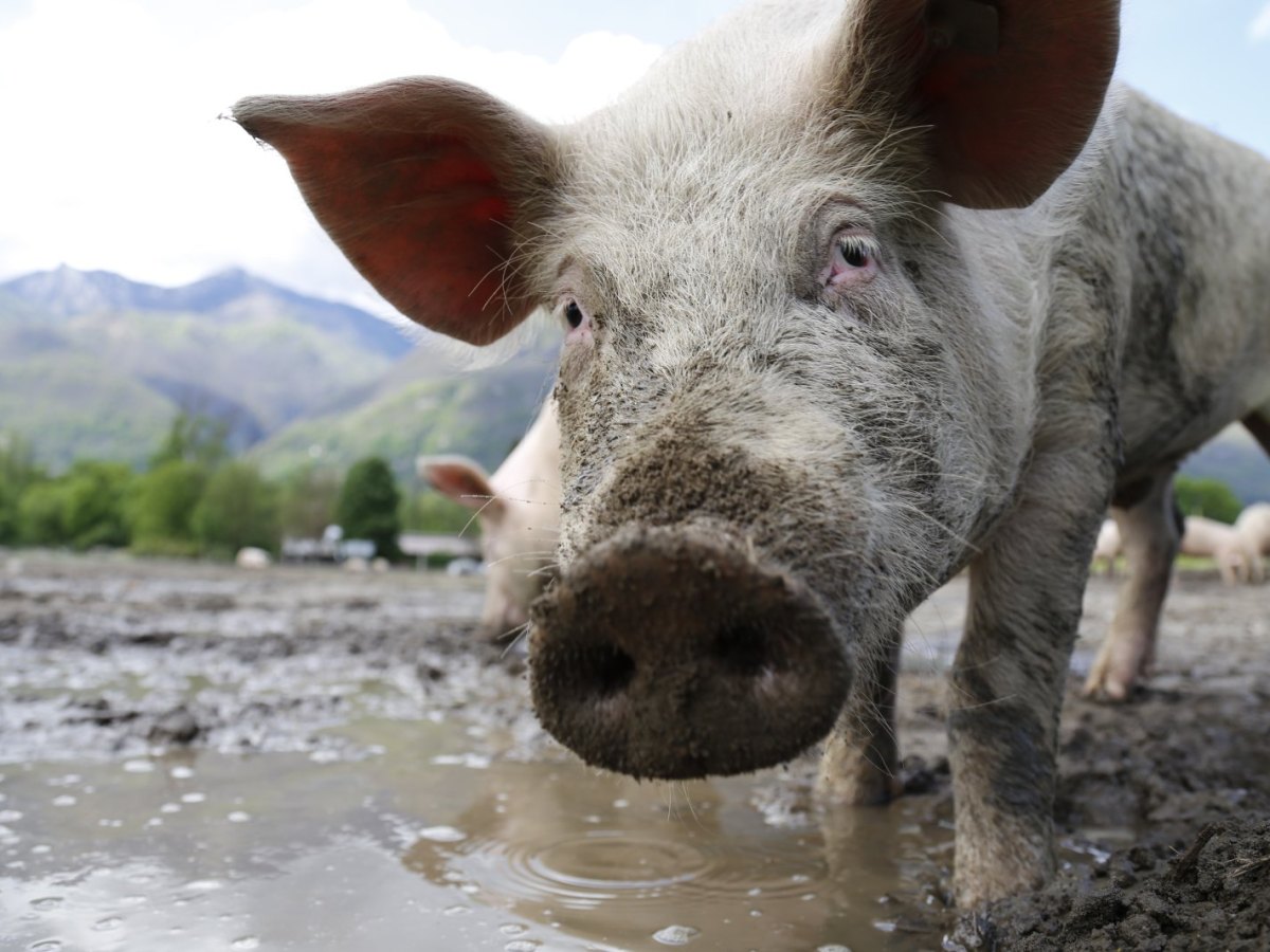 Ein Schwein im Schlamm.