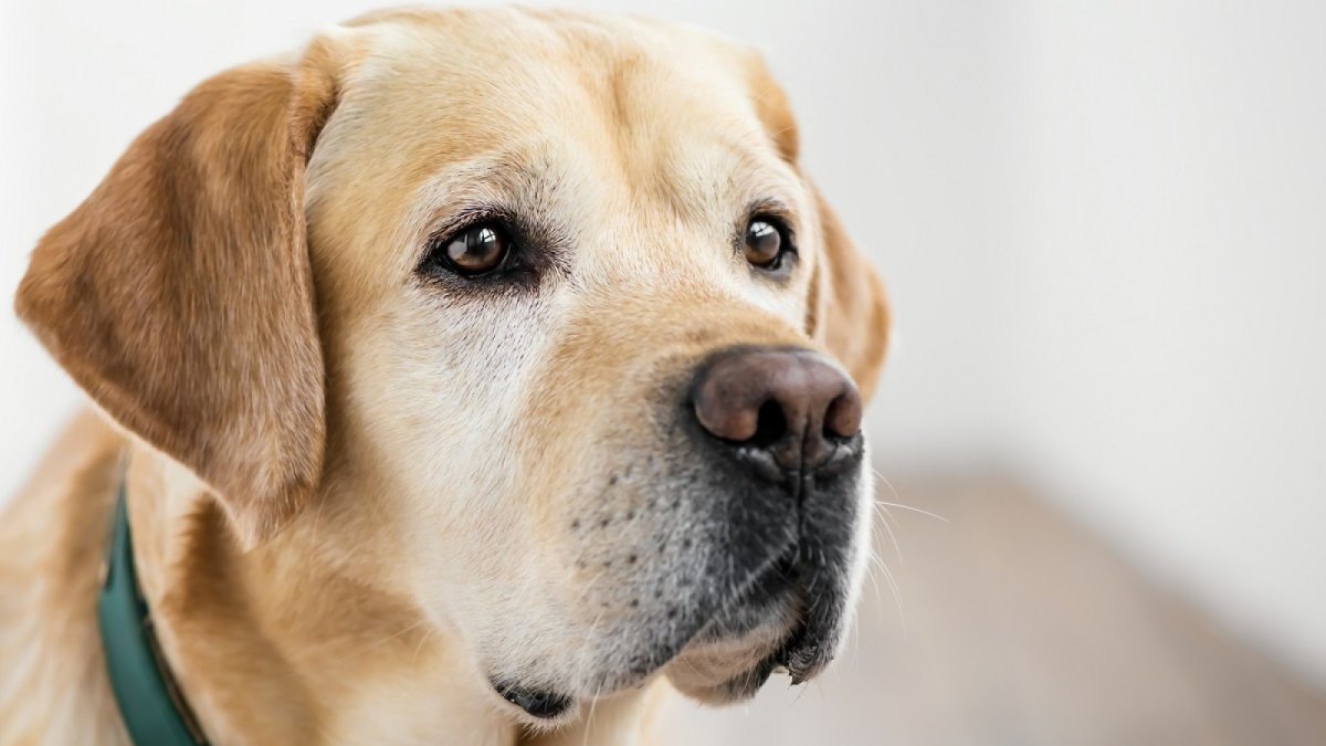 Labrador Retriever schaut ernst.