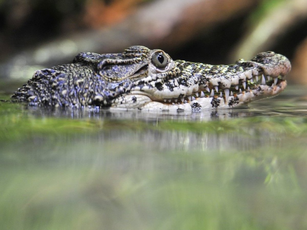 Krokodil im Wasser