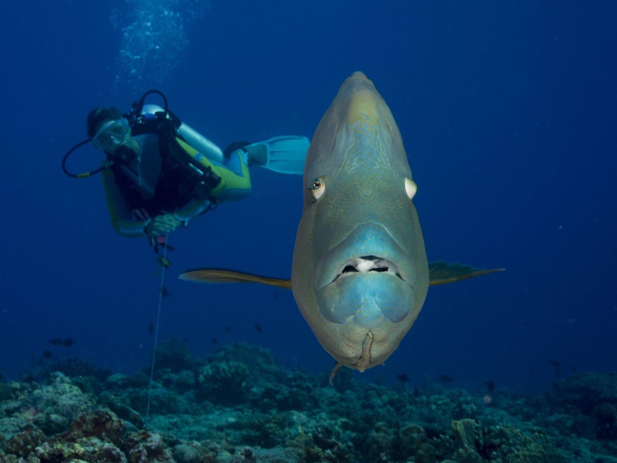 Taucher und Fisch