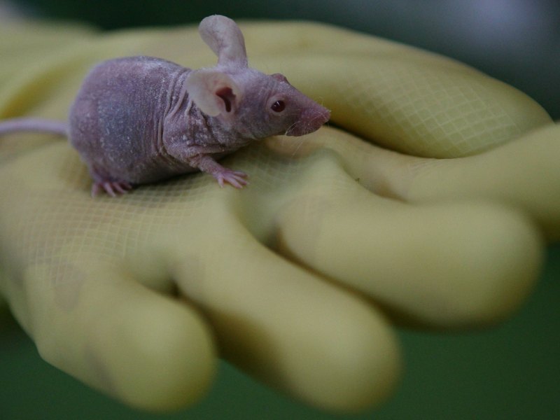 Lilafarbene Maus sitzt in der Hand eines Forschers