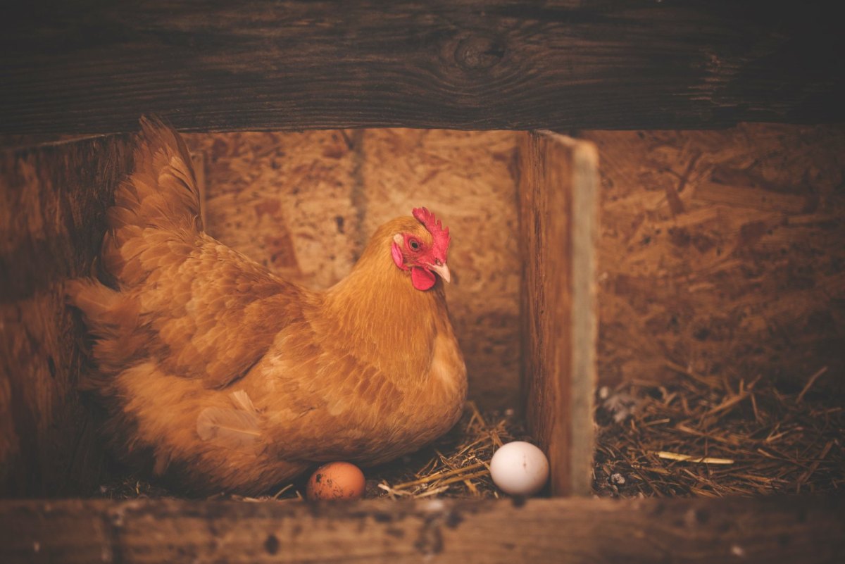 Was war zuerst da Huhn oder Ei?