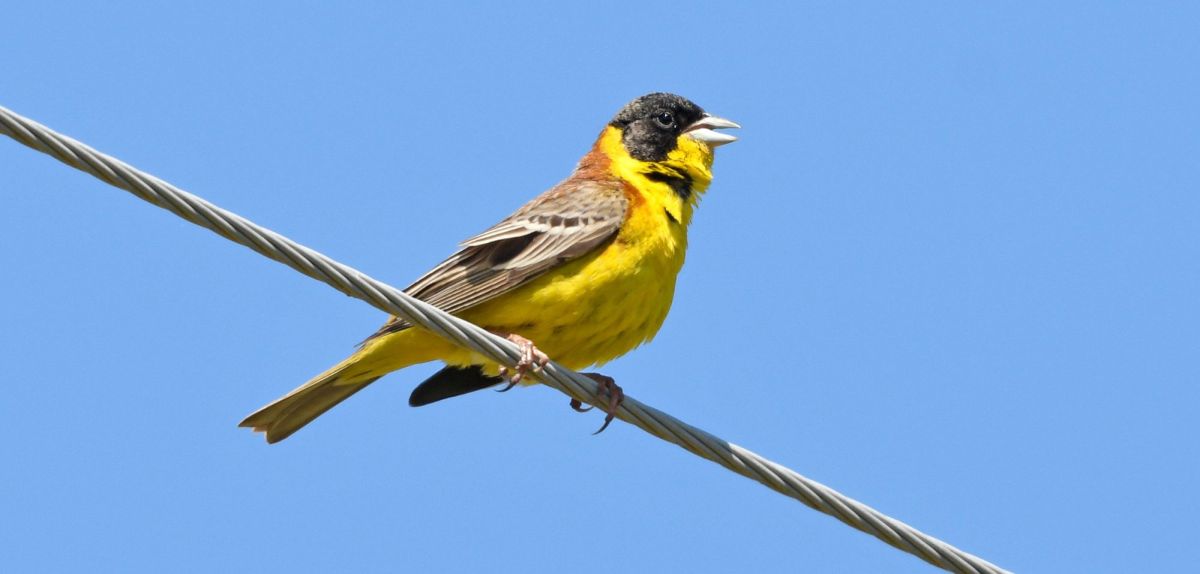 Vogel auf einer Stromleitung