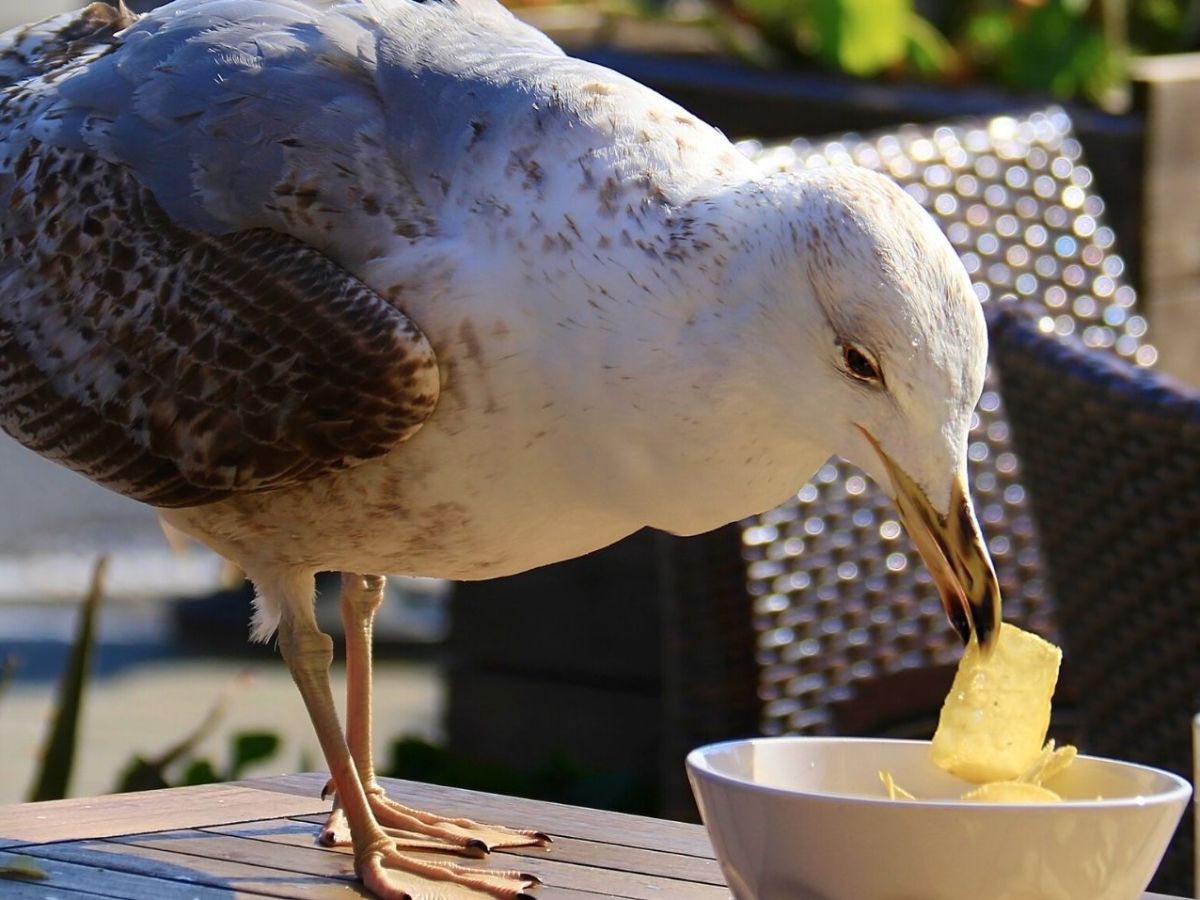 Eine Möwe stibitzt Essen aus einer Schüssel.