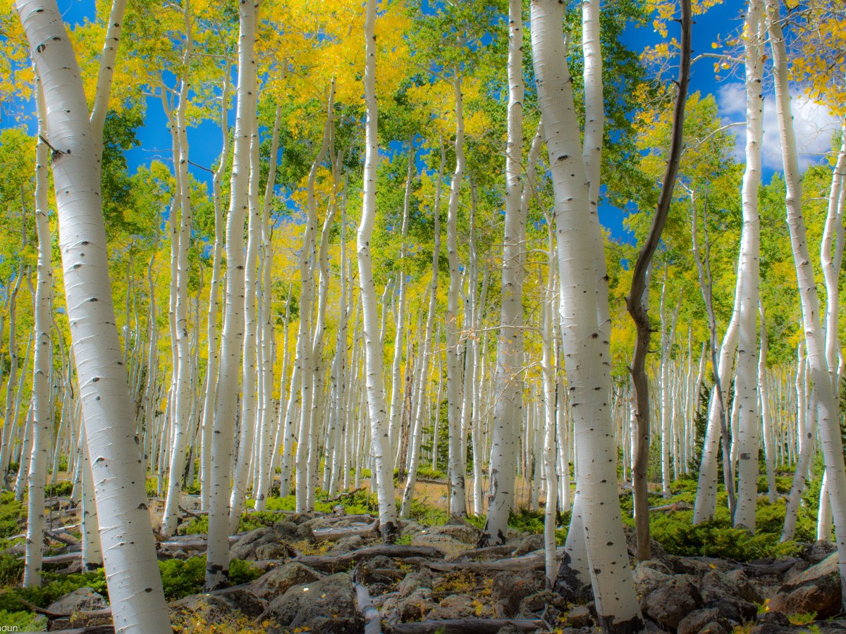 Pando, das größte Lebewesen der Welt