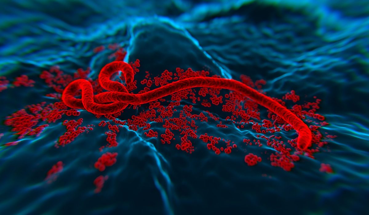 Illustration eines Ebola-Erregers