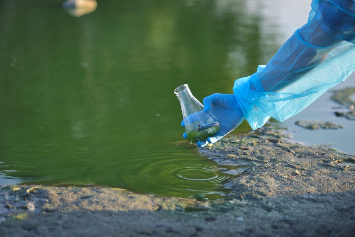 Eine Person mit einem blauen Handschuh entnimmt eine Probe aus grünem Wasser.