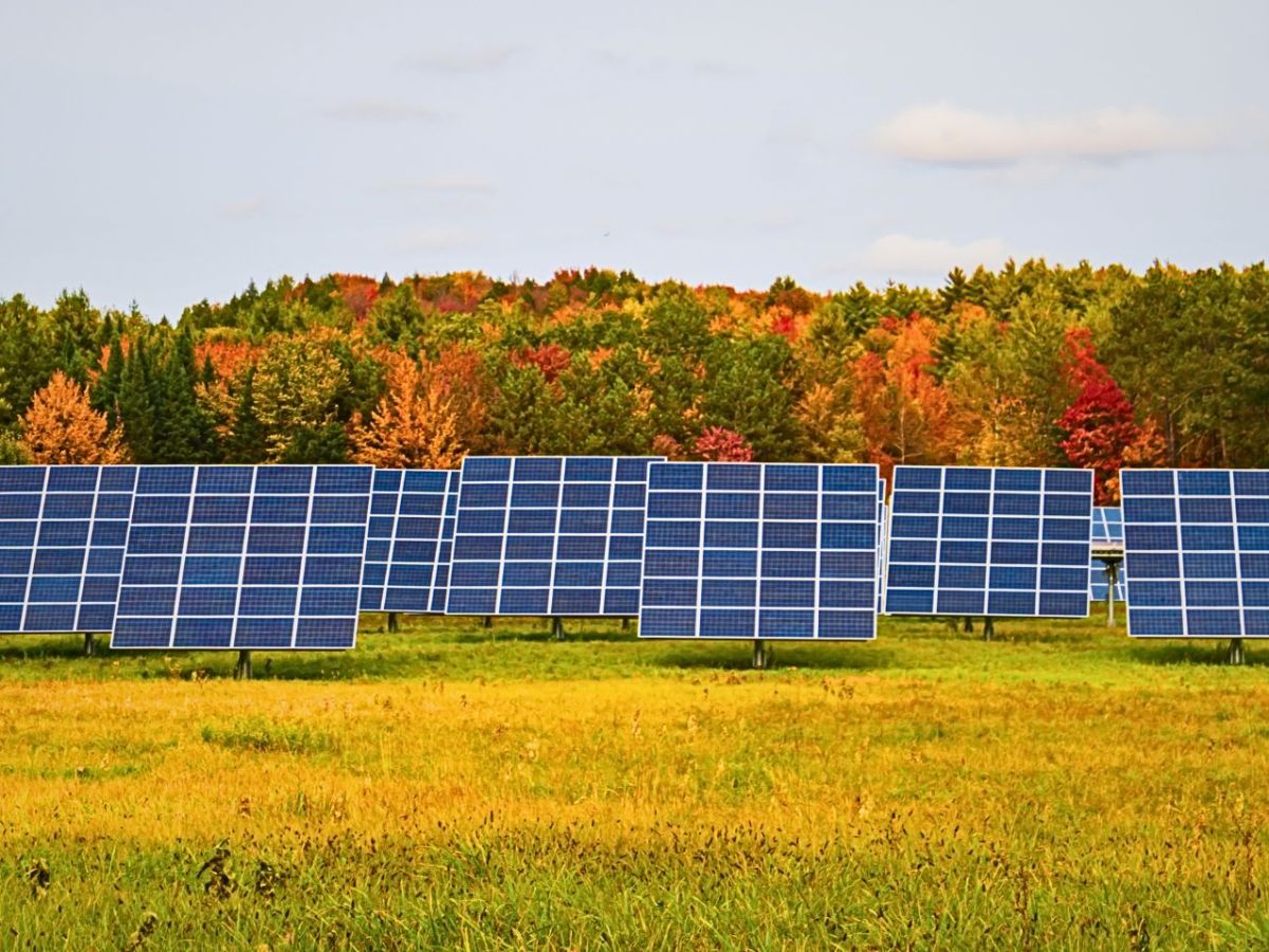 Photovoltaik-Anlage mit Wald im Hintergrund