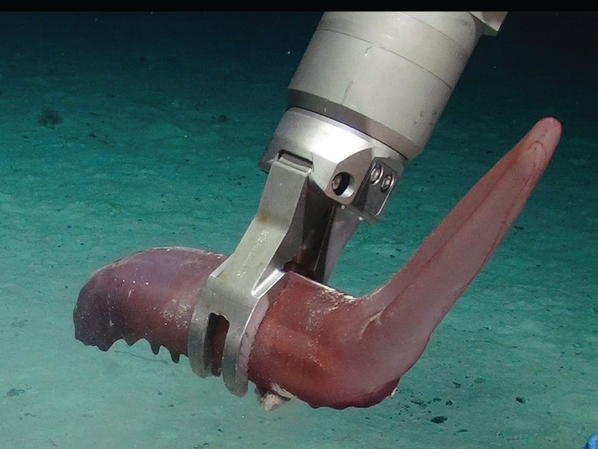 Ein Roboterarm greift eine pinke Seegurke in der Tiefsee.