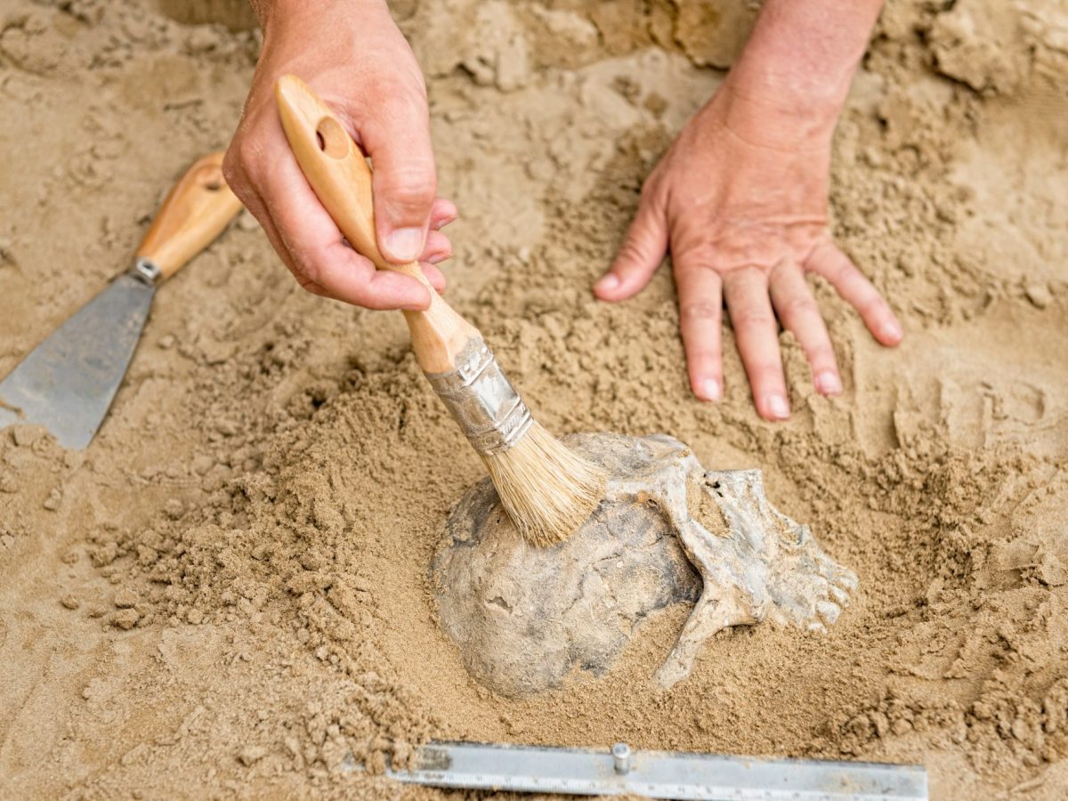 Archäologe gräbt den Schädel eines Skeletts aus.