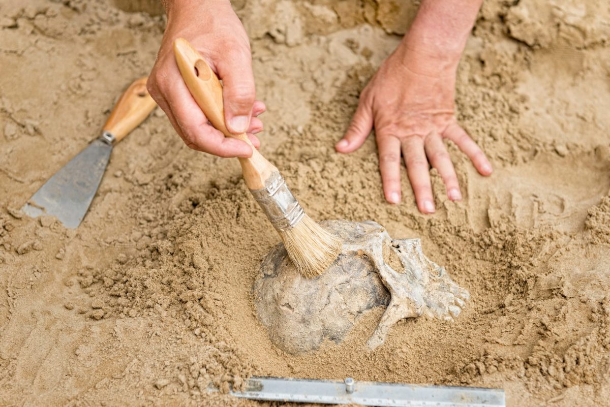 Archäologe gräbt den Schädel eines Skeletts aus.