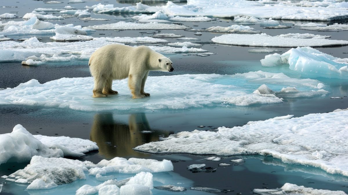 Eisbär steht auf einer Eisscholle im arktischen Ozean.