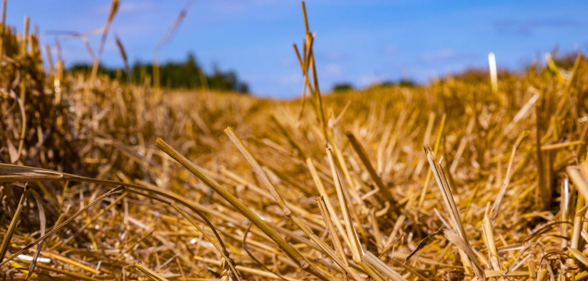 Goldene Stoppelfelder nach der Ernte an einem sonnigen Tag