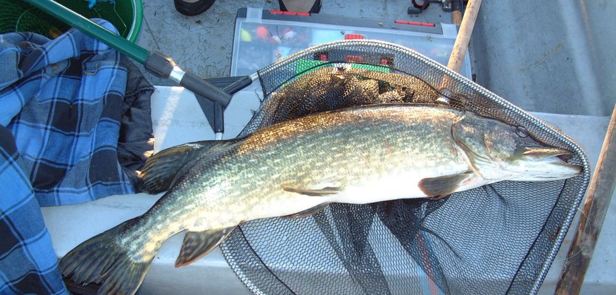 Fisch in einem Fangnetz auf einem Boot.